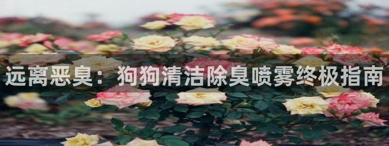 尊龙官方网站是真的吗