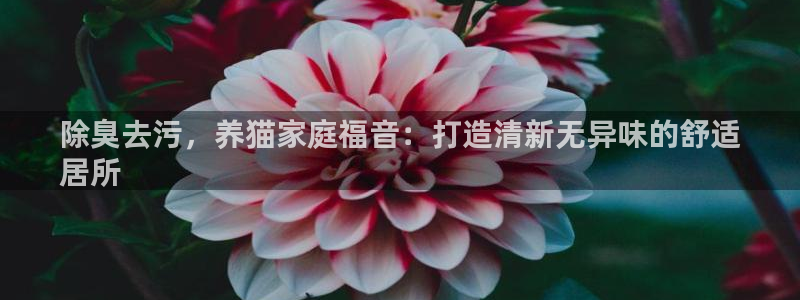 尊龙登录首页：除臭去污，养猫家庭福音：打造清新无异味的舒